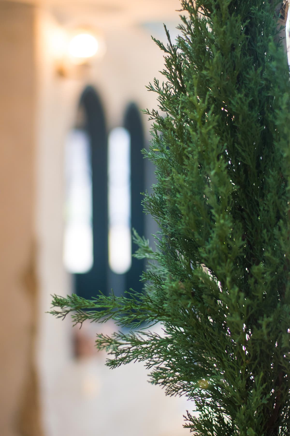 Cipr&eacute;s junto a una ventana en arco de estilo mediterr&aacute;neo