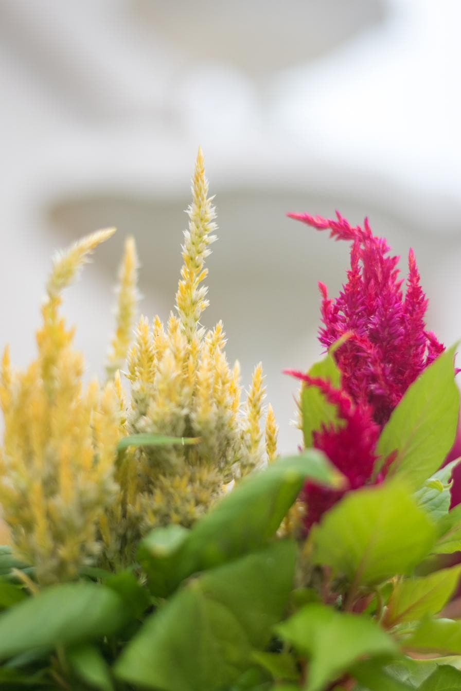 Flores de celosía rojas y amarillas junto a la fuente de Bella Nonna